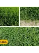 Barenbrug Bermuda csillagpázsit 0,5 kg
