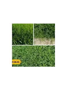 Barenbrug Bermuda csillagpázsit 0,5 kg