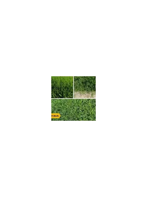 Barenbrug Bermuda csillagpázsit 0,5 kg