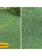 Barenbrug Bermuda csillagpázsit 0,5 kg