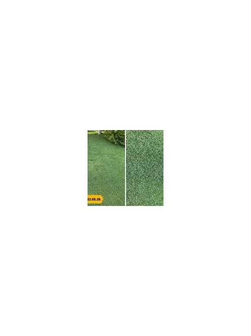 Barenbrug Bermuda csillagpázsit 0,5 kg