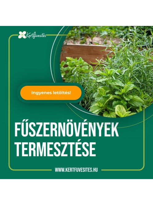 Fűszernövények termesztése