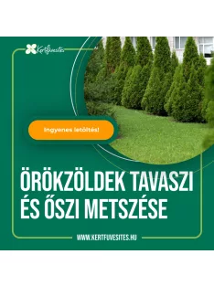 Örökzöldek tavaszi és őszi metszése