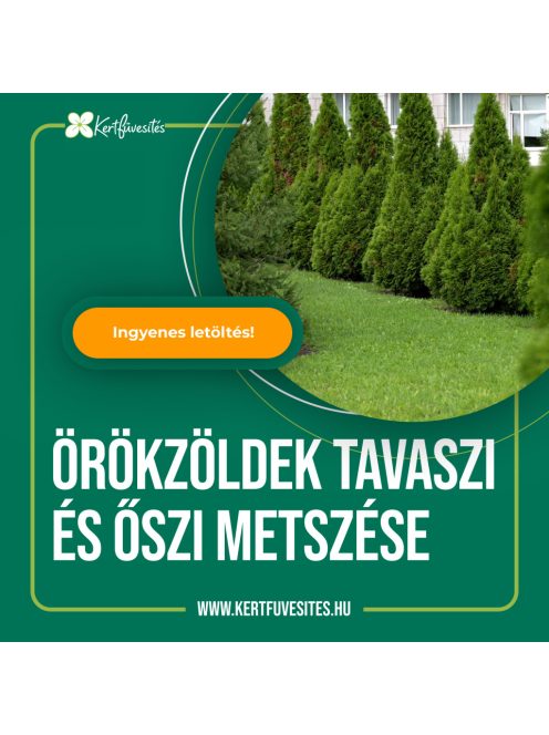 Örökzöldek tavaszi és őszi metszése