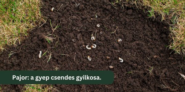 Pajorok a gyepben? Van vegyszermentes megoldás!