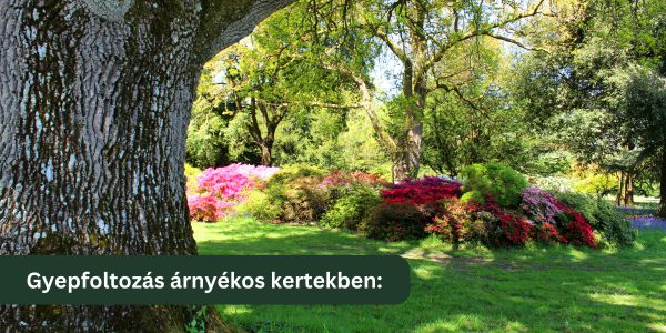 A szárazságtűrő fűmag legnagyobb mítosza ( az árnyékos kerteké most az előny!)