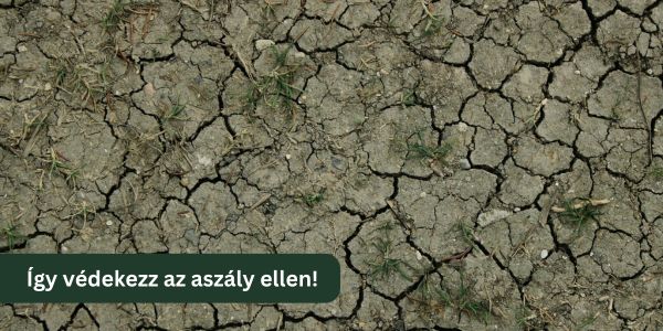 A szárazságtűrő kert titka