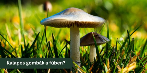 Gombák a gyepen? A hiba nem ott van, ahol keresed.
