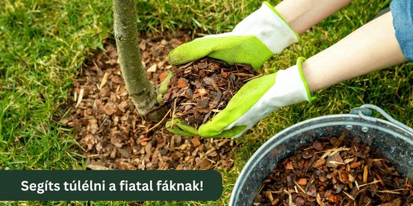 Fiatal fák a kánikulában: csak így van esélyük a túlélésre