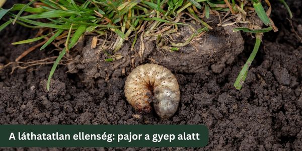 Miért szaggatja fel a gyepszellőztető a füvedet?