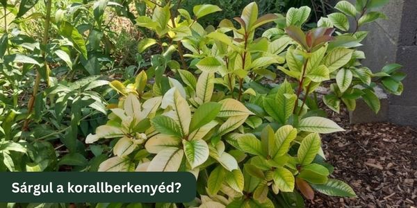 Sárgul a korallberkenyéd? Csere vagy mentés