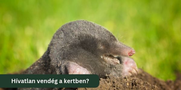 A vakondháló nem védi meg a gyeped – sőt, néha árt neki