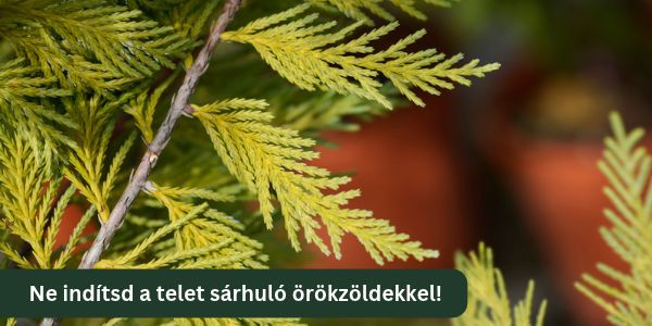 Itt a dajkáló recept a sárguló örökzöldre