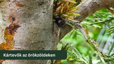 Hogyan vonzzák magukhoz az örökzöldek a kártevőket