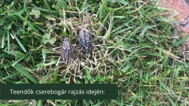 Repül a cserebogár – és jönnek vele a gondok is