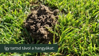 Hangyainvázió a kertben és a lakásban?