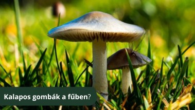 Kalapos gombák a gyepben? Ezt kell tenned!
