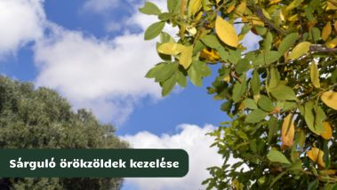 Hol szívja fel a növény a tápanyagot valójában? 